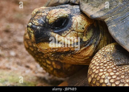 Tortue rayonnée (Astrochelys radiata), Belo Sur Mer, Madagascar Banque D'Images