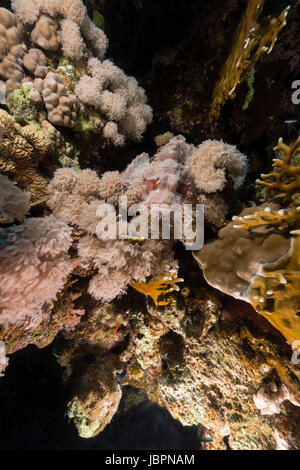 Devil scorpionfish en Mer Rouge Banque D'Images