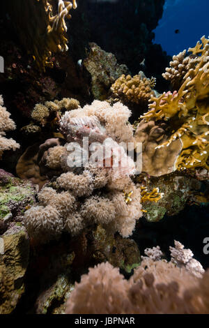 Devil scorpionfish en Mer Rouge Banque D'Images