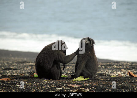 Le macaque à crête noire aka les Célèbes macaques (Macaca Nigra) Nettoyage les uns les autres sur la rive, Tangkoko, Indonésie Banque D'Images