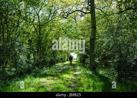 Tunnel vert de feuilles fraîches à un chemin rural avec une vieille porte en bois. À partir de l'île suédoise Oland. Banque D'Images