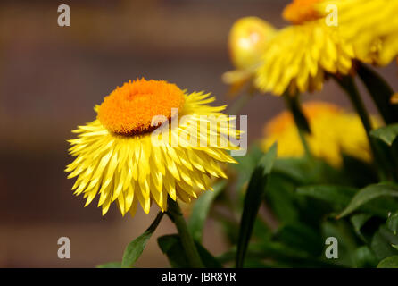 Orange et jaune vif strawflower bracteantha (fleurs) Banque D'Images