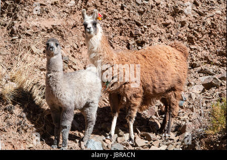 Lamas avec oreille traditionnel tagse brouter près de la route de Paso de Jama, Andes, Chile-Argentina-Bolivie frontière. Banque D'Images