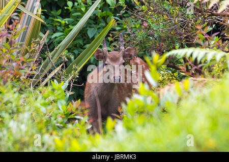 Bournemouth, Dorset, UK. 12 Juin, 2017. Météo France : un jour nuageux avec éclaircies cette jeune daim, dama dama, a effectué une visite surprise à un jardin urbain dans Westbourne, Bournemouth prendre goût à certaines des plantes avant d'être dérangés et s'enfuir. Credit : Carolyn Jenkins/Alamy Live News Banque D'Images