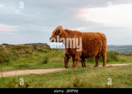 - Highland cattle Highland vache à bord Buxton dans le Peak District Banque D'Images