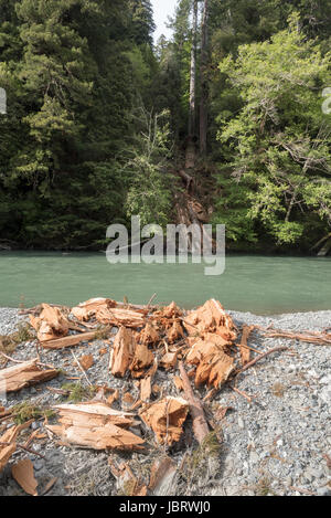 Les débris d'un bois rouge arbre qui est tombé à travers Redwood Creek dans la région de Redwood National Park, en Californie. Banque D'Images