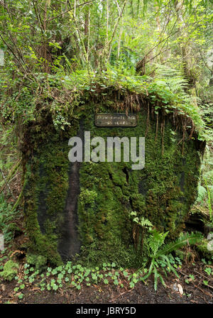 Panneau indiquant l'âge d'un journal de coupe le long de la Redwood Creek Trail in Redwood National Park, en Californie. Banque D'Images