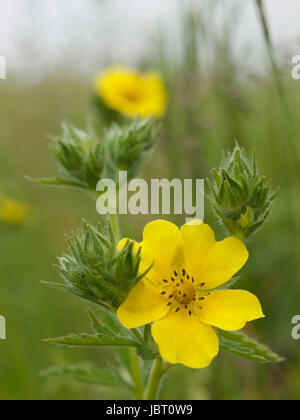 Dasiphora floribunda fleur jaune, Close up Banque D'Images