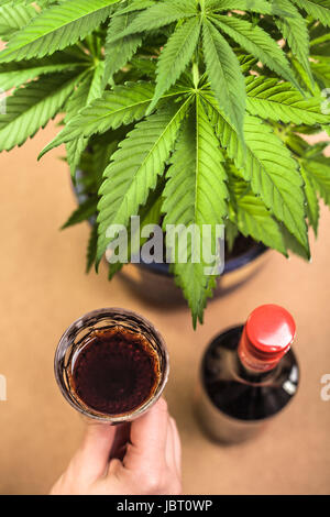 Plante de cannabis et main tenant verre d'alcool. Banque D'Images