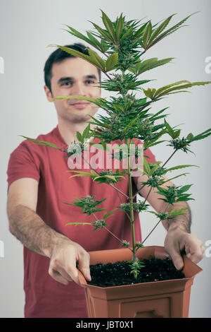 Portrait of happy man holding plante de cannabis en jardinière. Banque D'Images