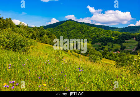 Paysage d'été campagne dans les montagnes. herbacé domaine rural avec des fleurs sauvages près du village sur une colline. beau temps jour avec ciel bleu et som Banque D'Images