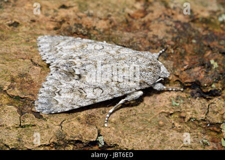 Espèce de sycomore - Acronicta aceris Banque D'Images