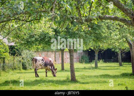 Vache normande sur pâturage vert herbeux avec Apple sur le terrain des arbres sur une journée ensoleillée en Normandie, France. Paysage de campagne d'été et des pâturages pour les vaches Banque D'Images
