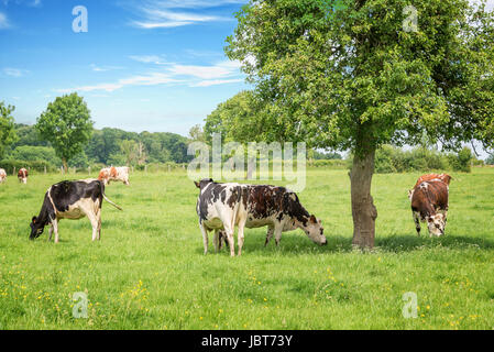 Norman noir et blanc vaches qui paissent sur champ vert herbeux avec des arbres sur une journée ensoleillée en Normandie, France. Paysage de campagne d'été et pastu Banque D'Images