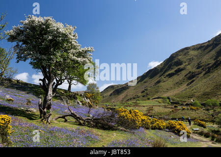 Bluebells à Rannerdale Banque D'Images