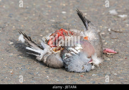 Roadkill. Pigeon ramier portant morts après avoir été frappé par une voiture sur une route. Banque D'Images