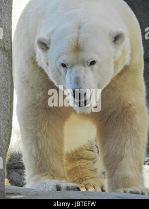 Eisbär, Ursus maritimus / Ours blanc, Ursus maritimus Banque D'Images