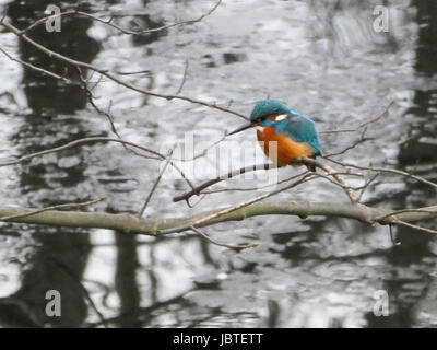 Optimize im Winter, Alcedo atthis / Kingfisher Alcedo atthis en hiver, Banque D'Images