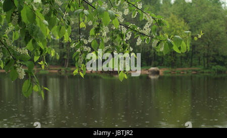La floraison bird cherry contre sur le fond de la rivière au cours de la pluie Banque D'Images