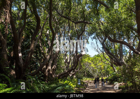 À l'intérieur des jardins botaniques de Kirstenbosch à Cape Town Banque D'Images