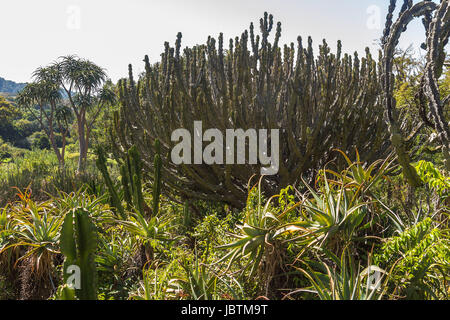 L'intérieur d'arbres Cactus jardin botanique de Kirstenbosch, Cape Town Banque D'Images