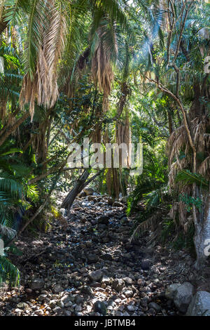 À l'intérieur des jardins botaniques de Kirstenbosch à Cape Town Banque D'Images