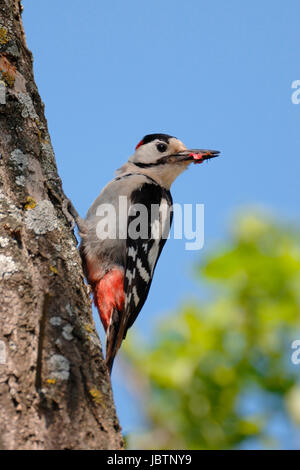 Blutspecht - Picoides syriacus - Pic syrien Banque D'Images