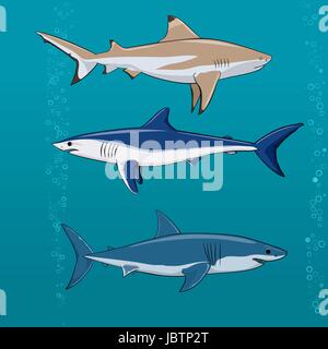 Requins communs vecteur illustration Illustration de Vecteur