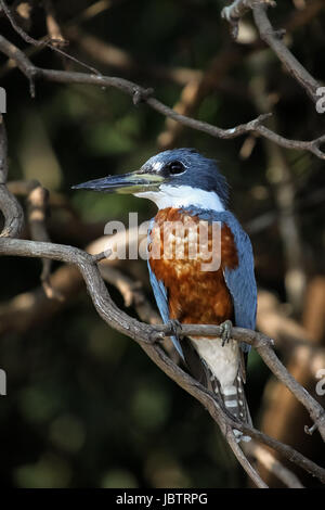 Close up d'un Phoque annelé kingfisher assis sur une branche, Pantanal, Brésil, BrazilPantanal Banque D'Images