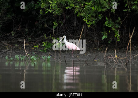 Spatule rosée avec des reflets dans l'eau, Pantanal, Brésil Banque D'Images