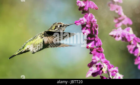 Anna's Hummingbird en vol, fleurs violettes, image en couleur, le jour Banque D'Images
