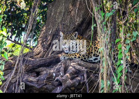 Itinérance Jaguar le long d'une rivière, Pantanal Brésil Banque D'Images