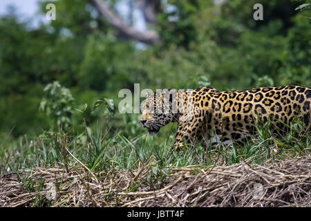 Itinérance Jaguar le long d'une rivière, Pantanal Brésil Banque D'Images