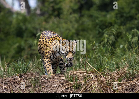 Itinérance Jaguar le long d'une rivière, Pantanal Brésil Banque D'Images