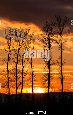 Magnifique coucher de soleil derrière un bouquet d'arbres Banque D'Images