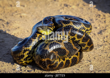 Close up of young anaconda jaune portant sur le terrain, Pantanal, Brésil Banque D'Images