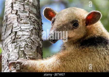 Close up of a southern tamandua grimper un arbre, Pantanal, Brésil Banque D'Images