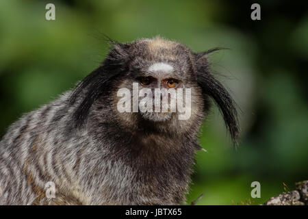 Le noir, ouistiti, la forêt atlantique du Brésil Banque D'Images