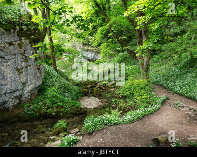 L'ail des bois en fleurs à fleurs ci-dessous Janets près de Malham Foss North Yorkshire Angleterre Banque D'Images