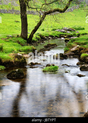 Arbre par Malham Beck près de Malham North Yorkshire Angleterre Banque D'Images