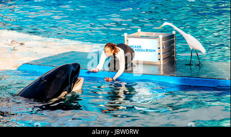 MIAMI, États-Unis - janvier 24,2014 : Lolita,l'orque au Miami Seaquarium.fondée en 1955,la plus ancienne dans l'océanarium United States,l'établissement reçoit plus de 500 000 visiteurs par an