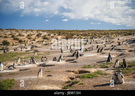 Pingouins et leurs nids dans le sol, Punta Tombo, Argentine, Amérique du Sud Banque D'Images