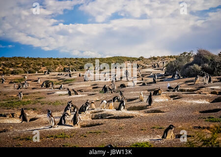 Pingouins et leurs nids dans le sol, Punta Tombo, Argentine, Amérique du Sud Banque D'Images