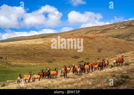 Grand groupe de chevaux sauvages dans la Patagonie chilienne Banque D'Images