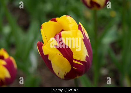 Les tulipes en fleurs dans l'East Sussex en Angleterre Banque D'Images