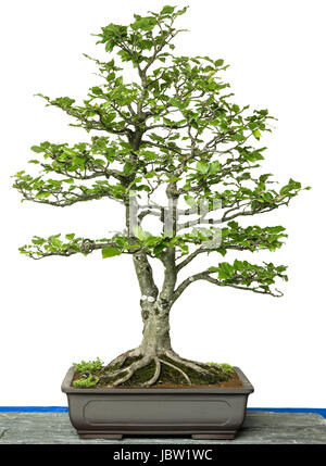 Rotbuche (Fagus sylvatica) als Bonsai Baum Banque D'Images