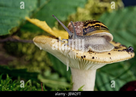 Herbstliches Bild mit Schnecke auf Waldpilz mit Moos und Blättern Banque D'Images