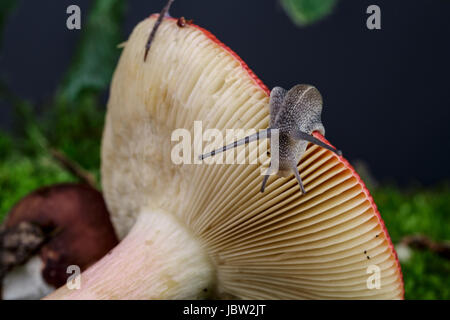 Herbstliches Bild mit Schnecke auf Waldpilz mit Moos und Blättern Banque D'Images