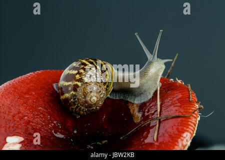 Herbstliches Bild mit Schnecke auf Waldpilz mit Moos und Blättern Banque D'Images