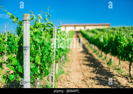 Les plantations de vigne et agritourisme en Toscane, Italie. Banque D'Images